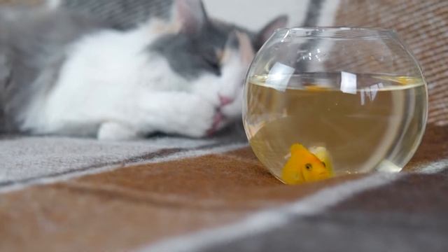 Спешная подборка про котят, кошек и щенков - милые котята и кошки, смешные щенки 😂🐈👍