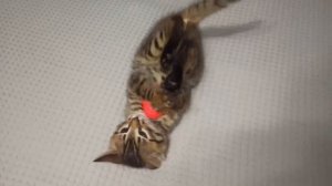 Кошки и их звуки для детей. Развивающее видео о кошках