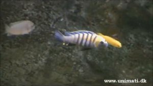Cynotilapia afra cobue Cobue