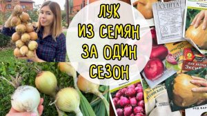 Мои впечатления от разных сортов лука из семян. Что повторю, а что нет