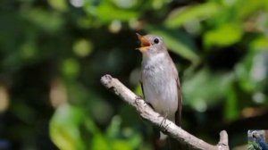 Голоса птиц: ширококлювая мухоловка