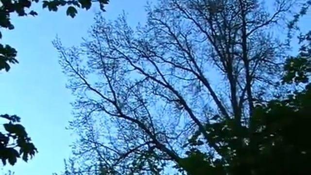 Соловей, пение соловья в мае. Минск. 2015, Relax