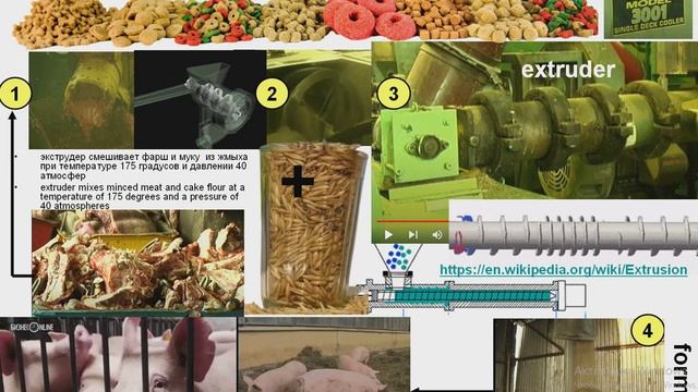 БЕЛКОВЫЙ КОНЦЕНТРАТ ИЗ ОТХОДОВ СВИНОВОДСТВА