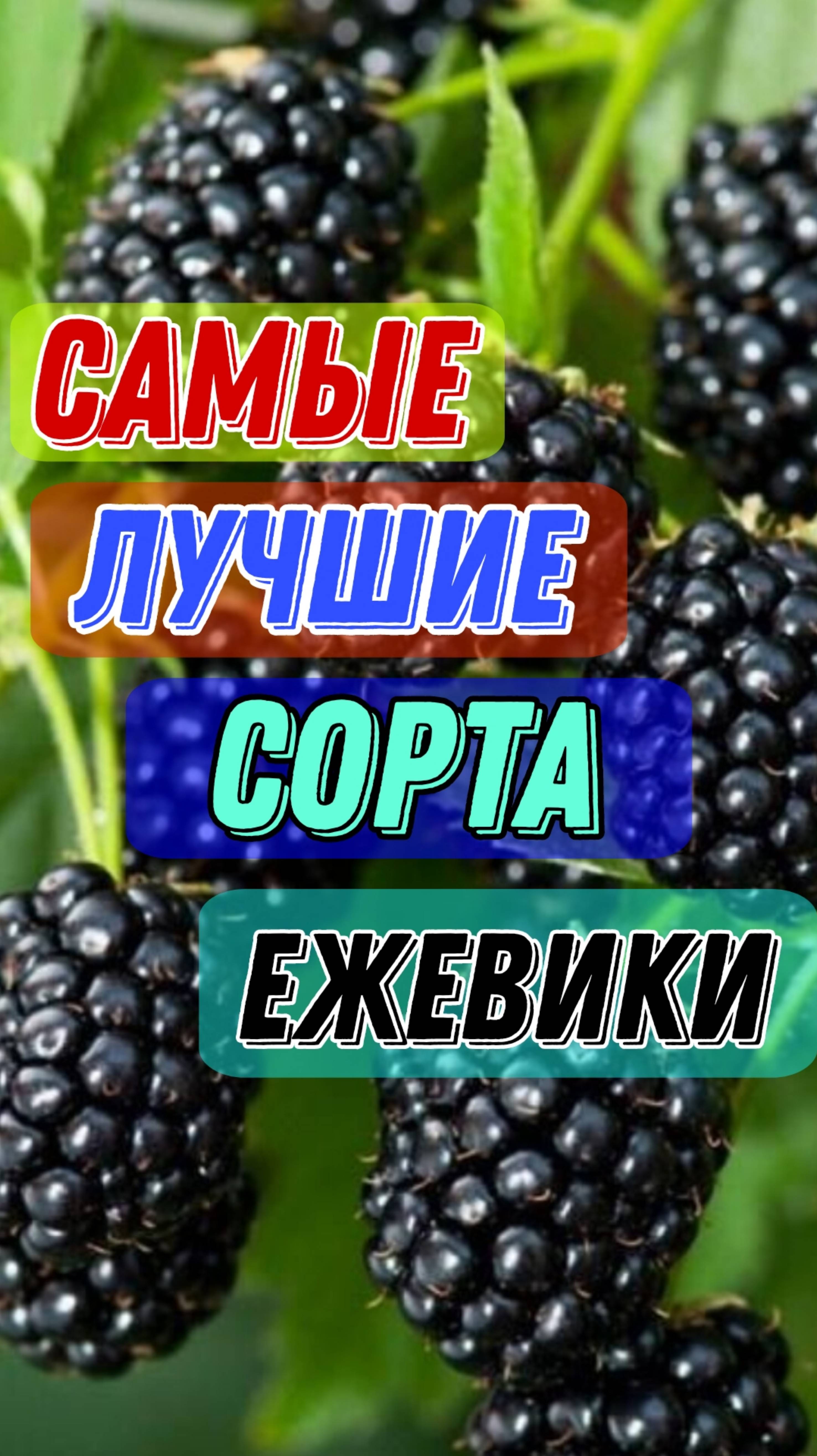 Самые ЛУЧШИЕ сорта ежевики смотреть онлайн