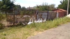 Прикольное видео!!! Ржачные гуси)))