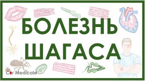 Трипаносомоз - Болезнь Шагаса: цикл трипаносомы, механизм развития, проявления, принципы лечения