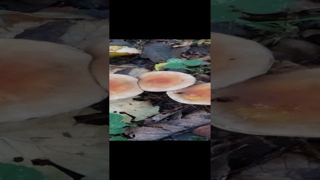 Ложные опята кирпично-красные. Грибы в лесу.
