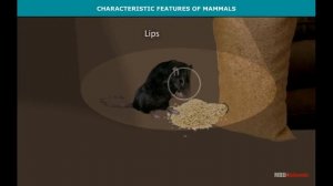 Characteristic Features of Mammals