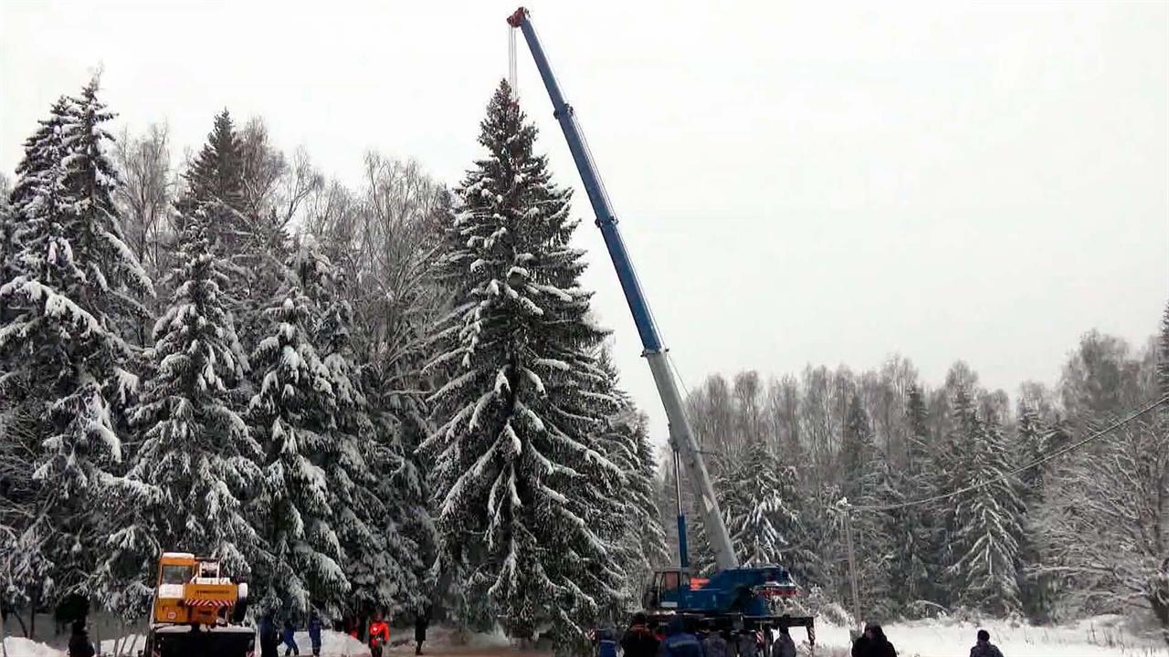 В Можайском округе Подмосковья сегодня спилили главную новогоднюю елку страны