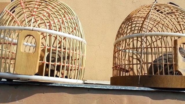 Куропатка в рынок птицы городе Истаравшана, Каклик Кабк