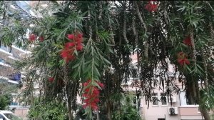 9 декабря ТЕПЛО И ПАСМУРНО. ЗИМНИЙ МАХМУТЛАР. ТУРЦИЯ 2024.