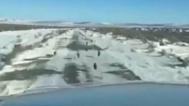 Стая зайців обганяє автомобіль