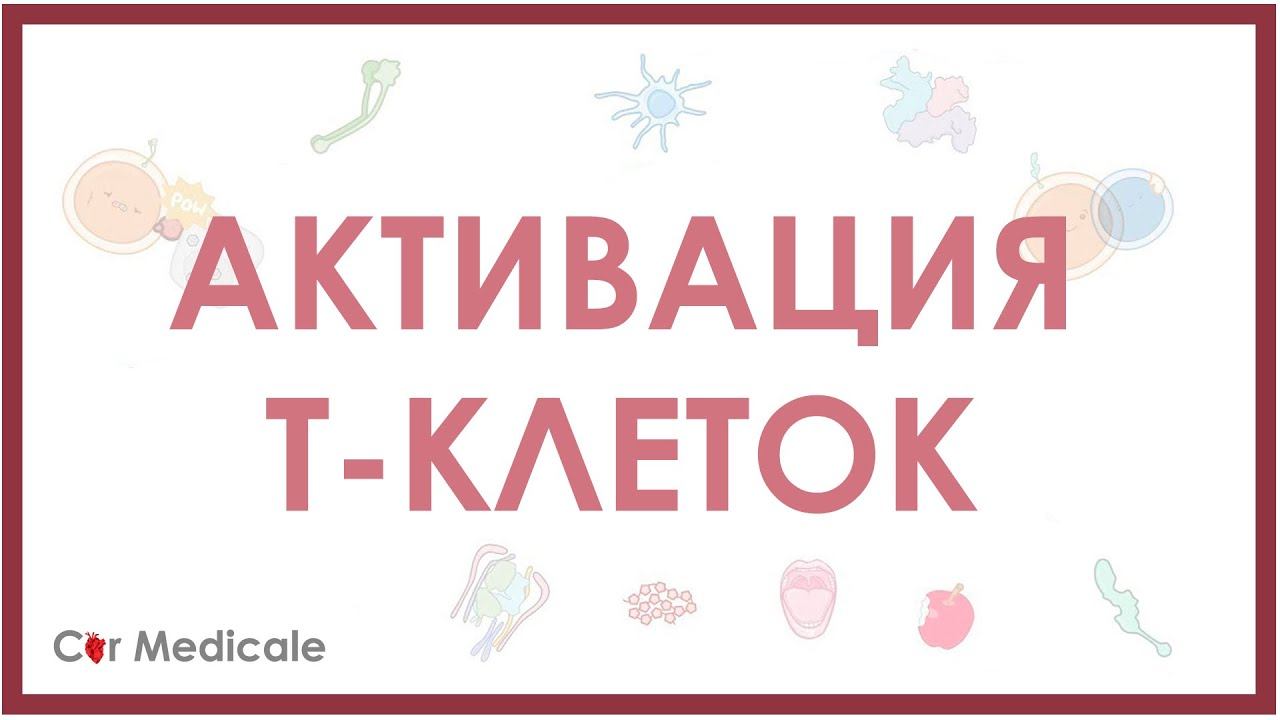 Активация Т-клеток/Т-лимфоцитов смотреть онлайн