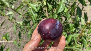 Слива Эрли Квин (Early Queen) - Агро Сад - Ковальчук