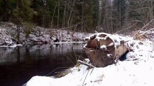 Просто природа 🌲