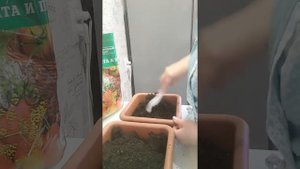 Как правильно посеять астры)