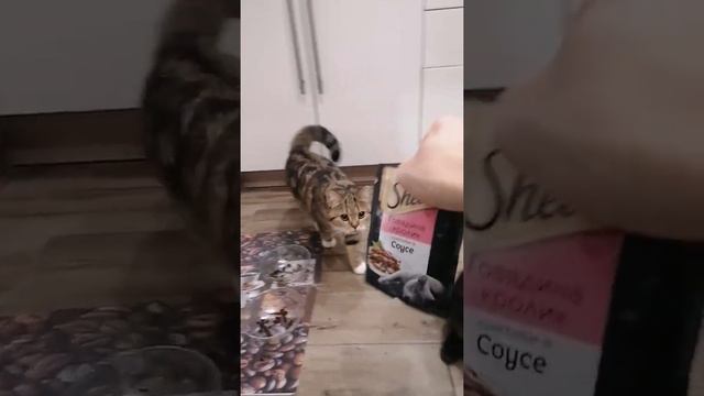 Кошаки требуют кушац 😼