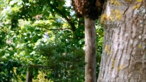 Рой ПЧЁЛ прилетел Домой