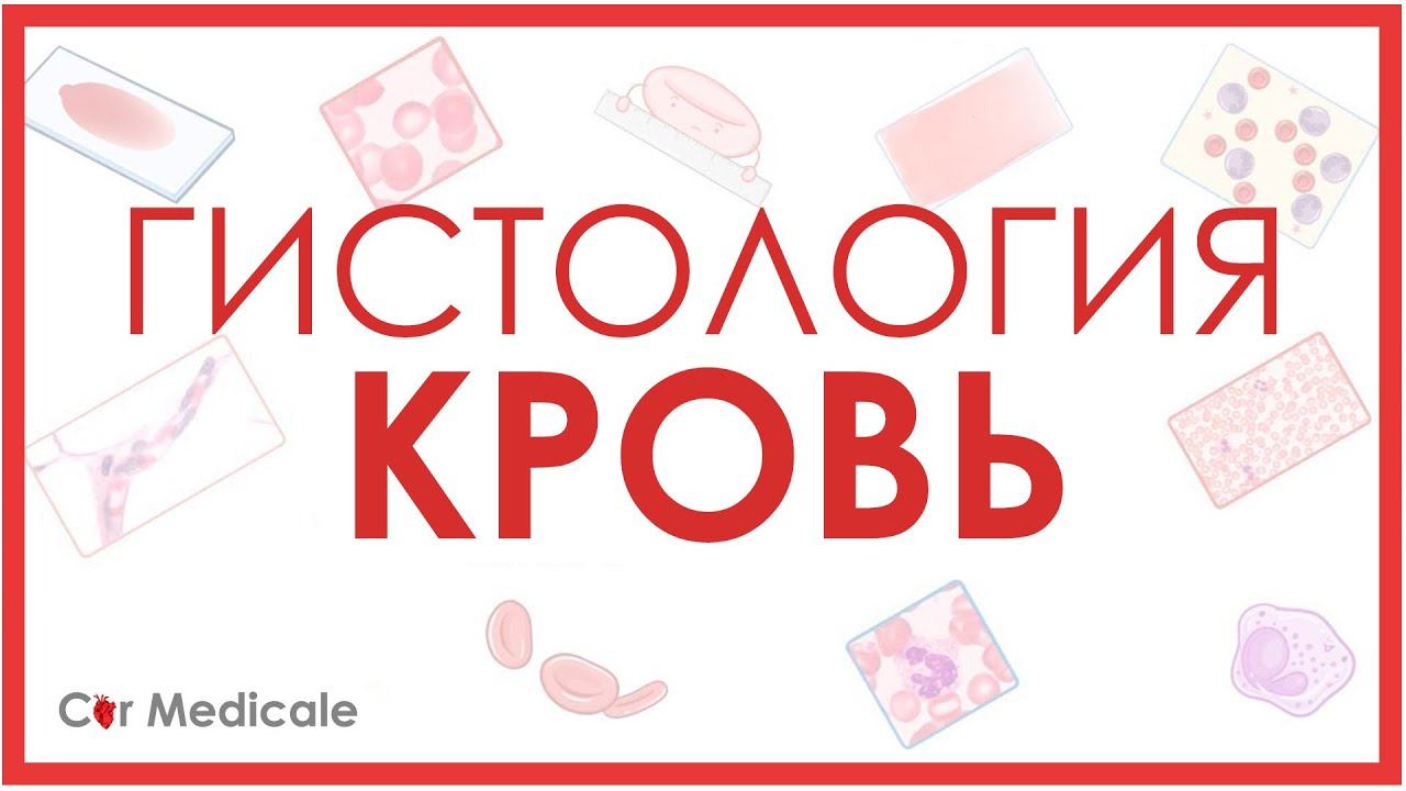 Гистология: кровь смотреть онлайн