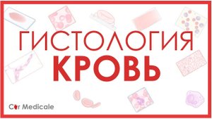 Гистология: кровь