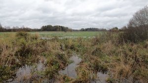 Охота с подхода на гуся, гуся море, своих взял 08.10.2023