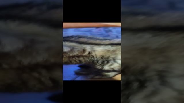 Когда остался без колбасы 🤗😅