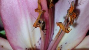 Обыкновенная уховёртка, европейская уховёртка или клещак. Июнь 2023