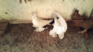 Голуби персы" Кептерлер Pigeons