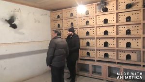 #Голуби #Чечни    Голуби Агаева Араба в Грозном