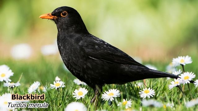 Blackbird  (Turdus merula). Singing birds 4K Ultra HD