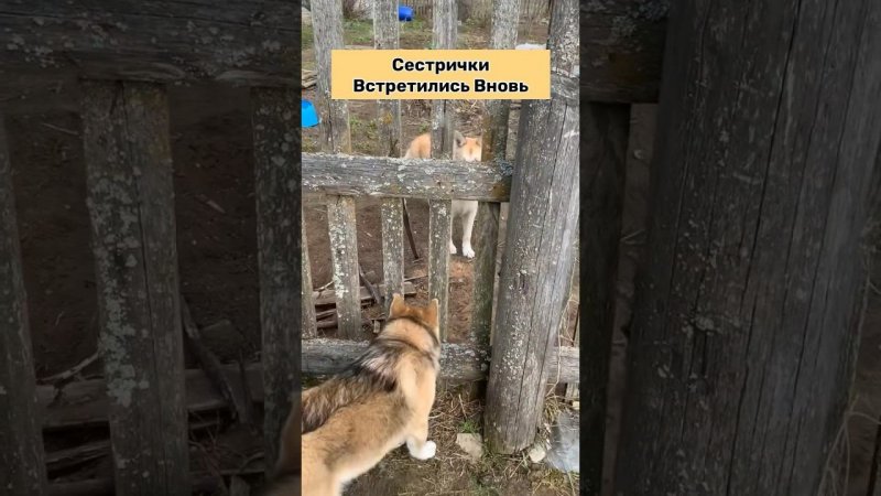 Встреча двух сестер #хаски #щенок #собака #БрюликиЛиска #puppy #dog #funnydogs