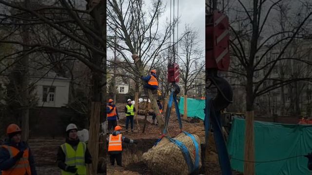 Часть 6 Максимально возможный размер дерева, которое можно посадить