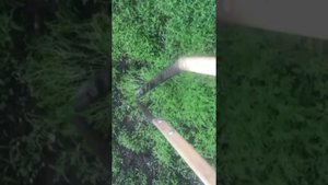 Заделка сидератов в землю плоскорезом Фокина
