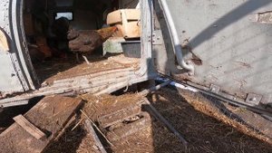 Курица гермафродит меня раздражает..