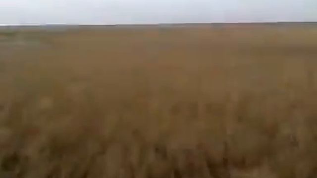 ОХОТА НА КАБАНА