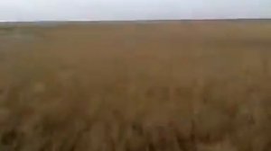 ОХОТА НА КАБАНА