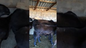 Гисарские овцы