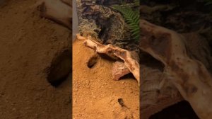 Глиняный песок для эублефара. Ася правда о нём! Не пропустите. #эублефар #дом #reptile