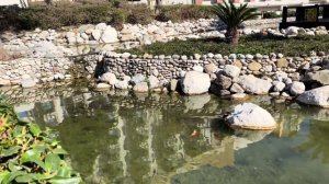 Dog vlog: отдых с собакой в Турции // Очень умная кошка