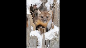 Охота на Куницу.С ЛРЕ. Не каждая охота удачная !!!!