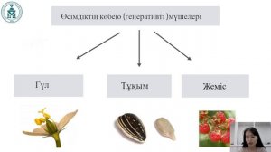 Өсімдік мүшесі деген не?