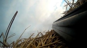 Охота на гуся в Казахстане