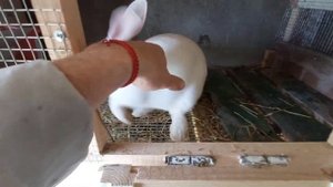 КРОЛЬЧИХА РОДИЛА 12 КРОЛЬЧАТ, СКРЕСТИЛИ ПАНОН+БУРГУНДЕЦ=????? ЧТО ПОЛУЧИТСЯ