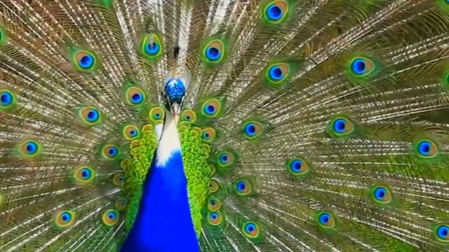 voices of peacocks in nature.голоса павлинов природе#sound