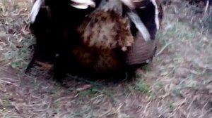 подсадная утка  брачный периуд