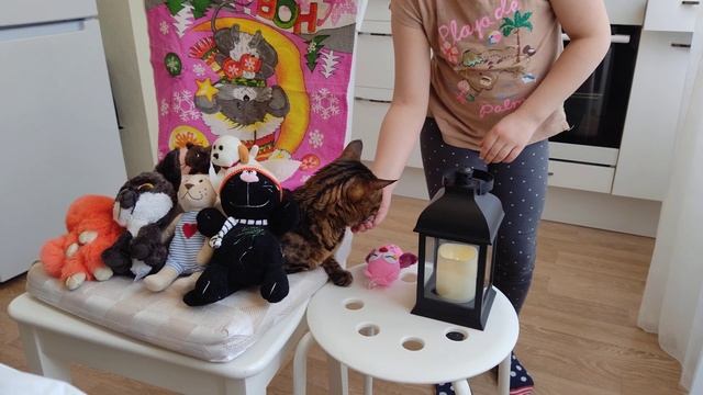 Диалог с кошкой 😸💙💚 #бенгальскаякошка #играемскошкой