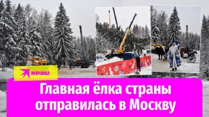 В Подмосковье спилили главную новогоднюю ёлку страны