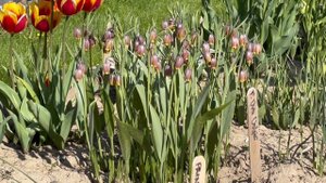 Fritillaria Uva Vulpis - Bulbs for Fall Planting