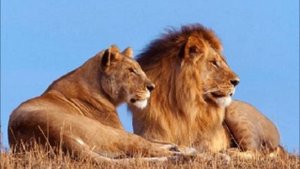 ОВИК ХАЧАТРЯН - ЗВЕРЬ