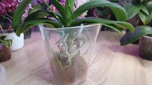 Отличная посадка в закрытую систему для орхидеи Phalаenopsis Yu Pin Burgundy.